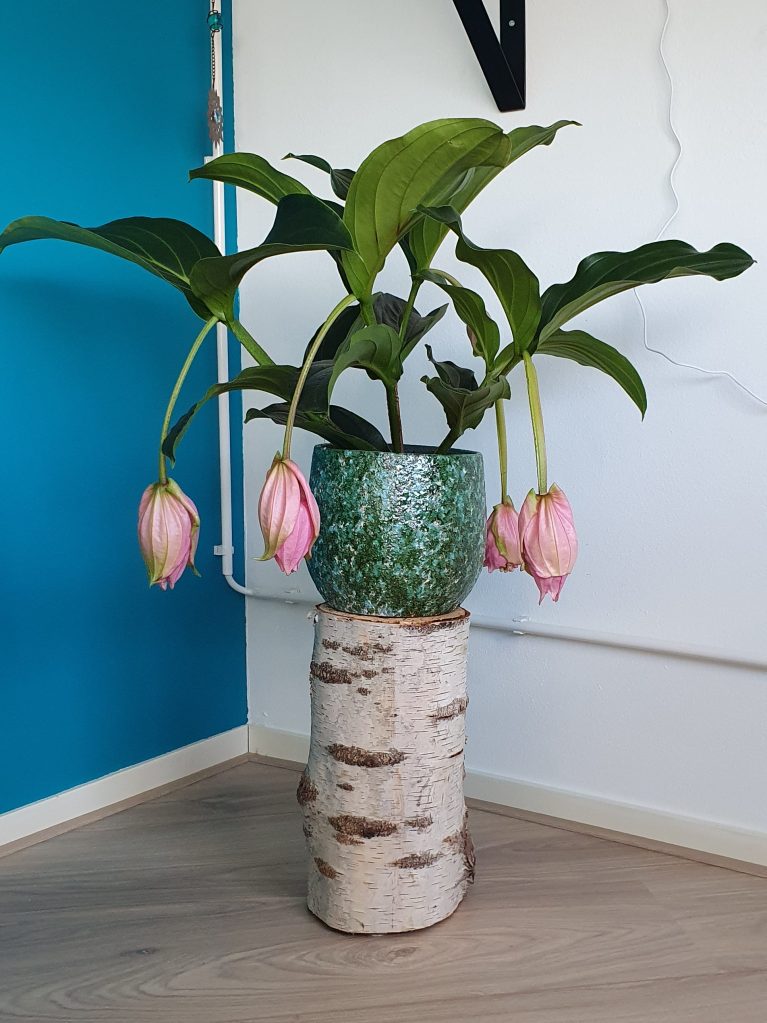 Prachtige kamerplant!