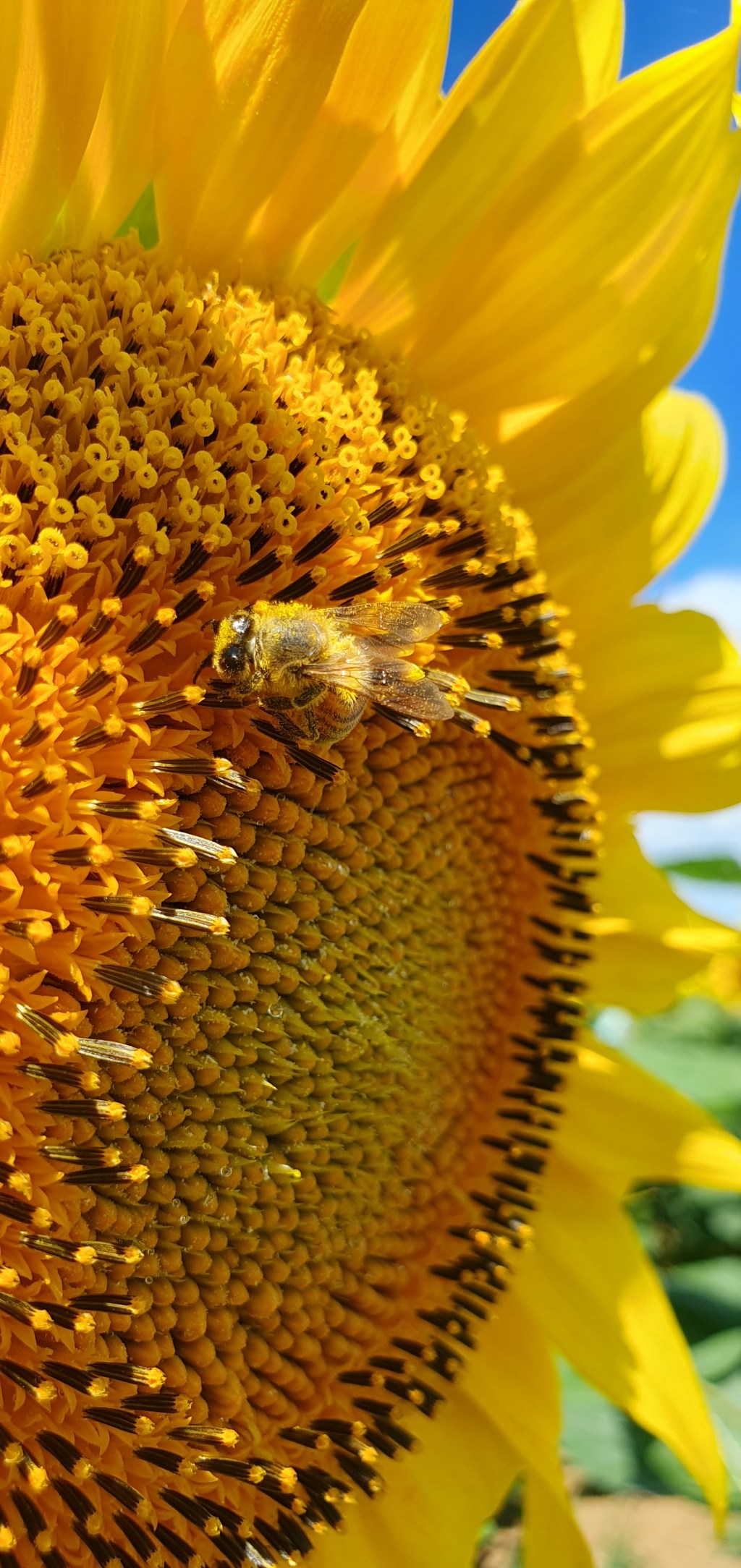 Wat is natuurgeneeskunde?